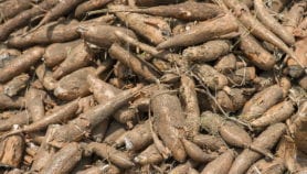 Cassava breeding could impair yield by 20 per cent