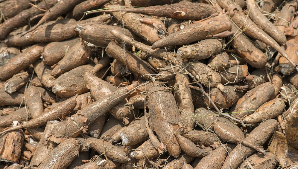 A crop of manioc (yuca, cassava) tubers.