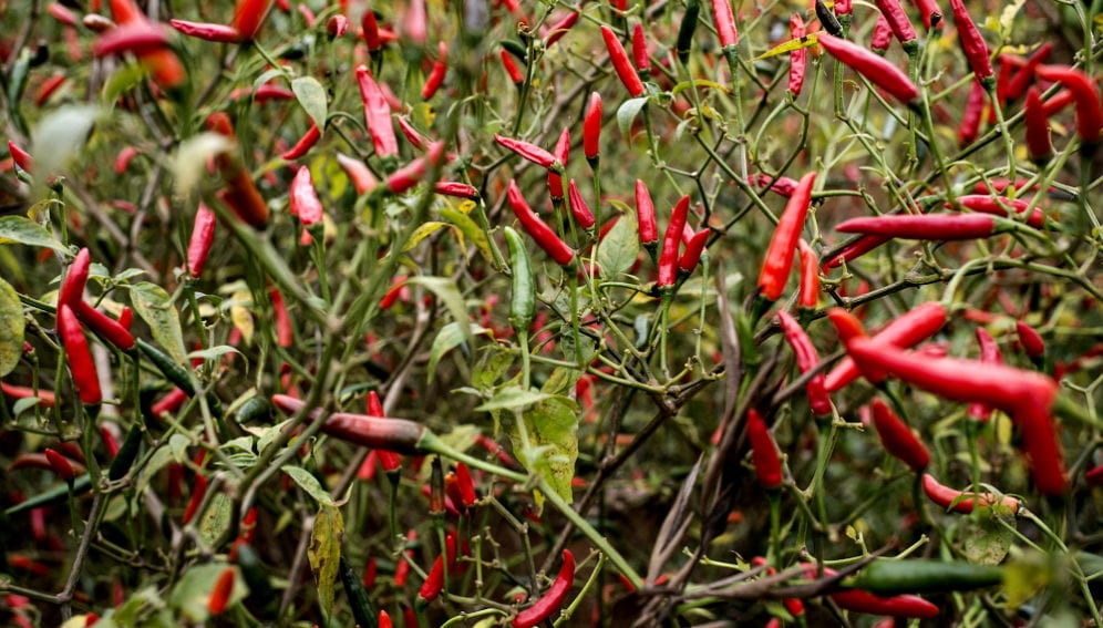 a crop of red chillies