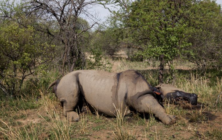 A dead rhino, killed for its horn