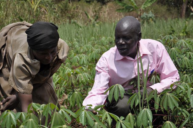 A farmer and a researcher evaluating cassava varieties