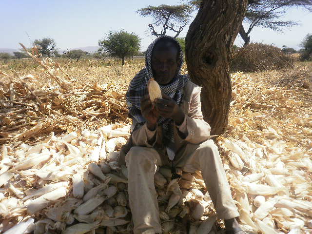 A farmer demonstrating the impact of rain shortage on the maize crop in the Main Ethiopian Rift