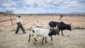 Time is ripe to predict drought to help African farmers