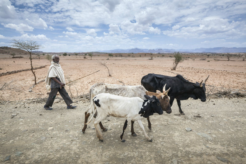 A farmer walks his cattle to market