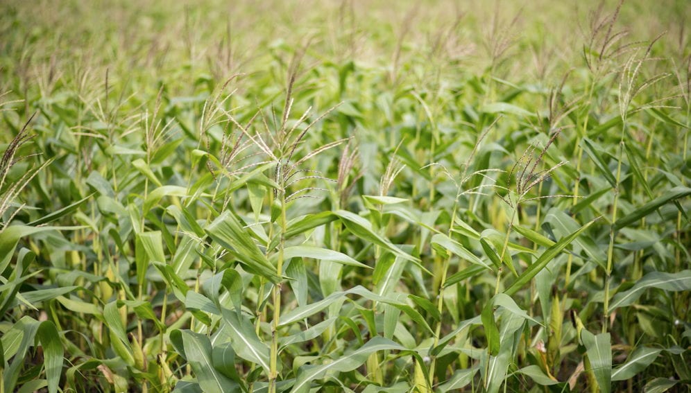 A field growing a crop of maize