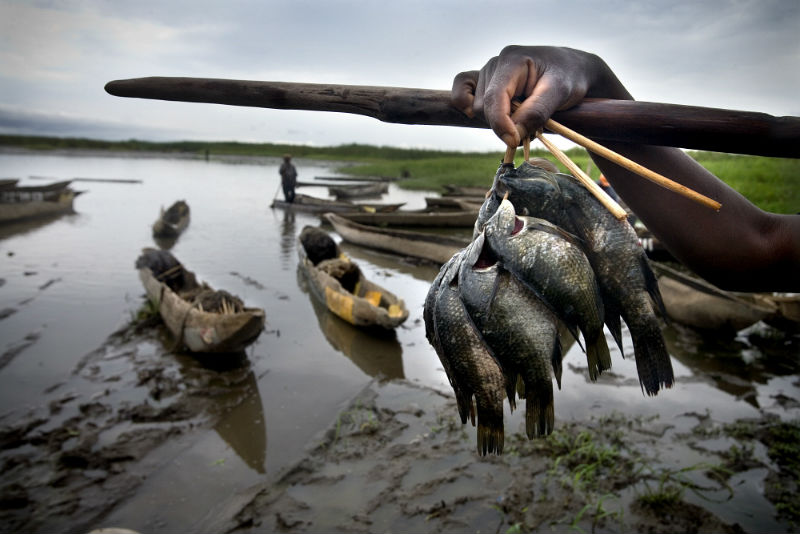 A fisherman shows his catch of tilapia fish