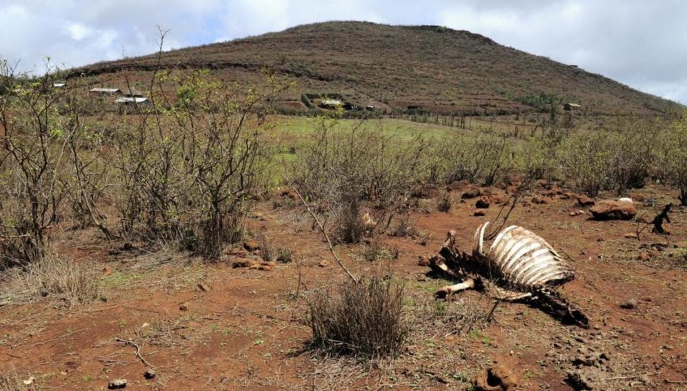 A livestock carcass in Marsabit, in Northern Kenya,
