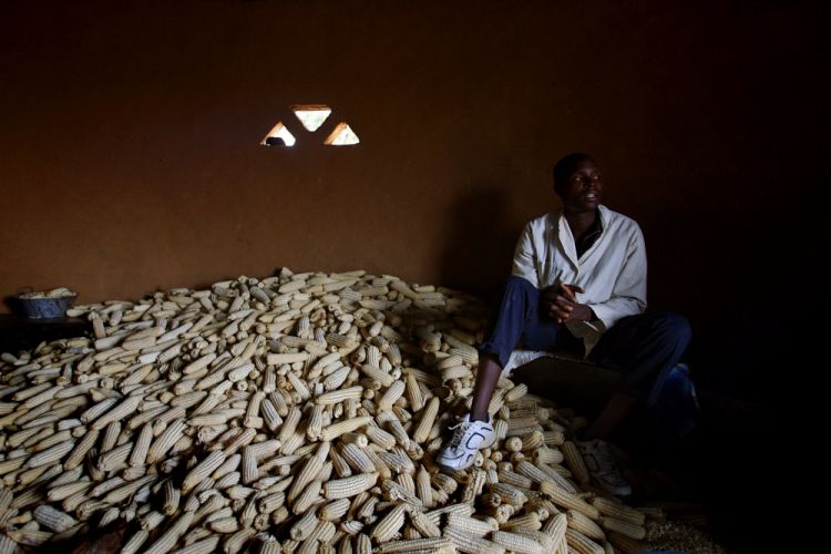 A man sits in the maize store room of a rural home