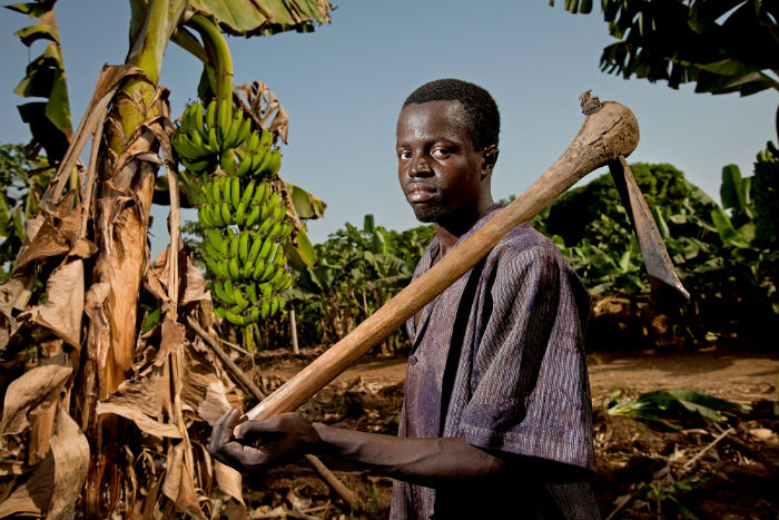 A man with a hoe stands in a banana plantation.