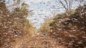 Desert locusts could offer dietary and health benefits
