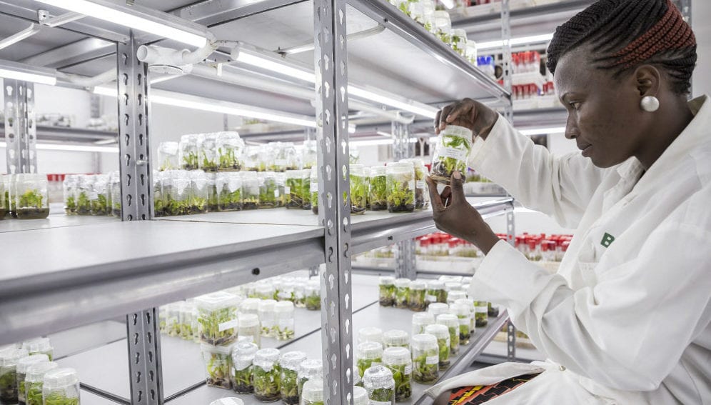 A scientist at the National Agricultural Research Organisation