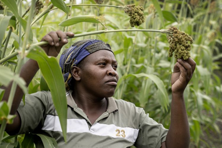 A woman inspecting Sorghum crops