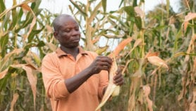 Time for multiple sectors to fight aflatoxin in Africa