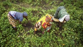 Call for single body to regulate GMOs across Africa