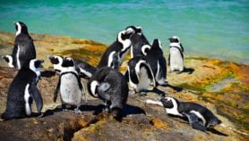 Penguins’ behaviour could aid fisheries management