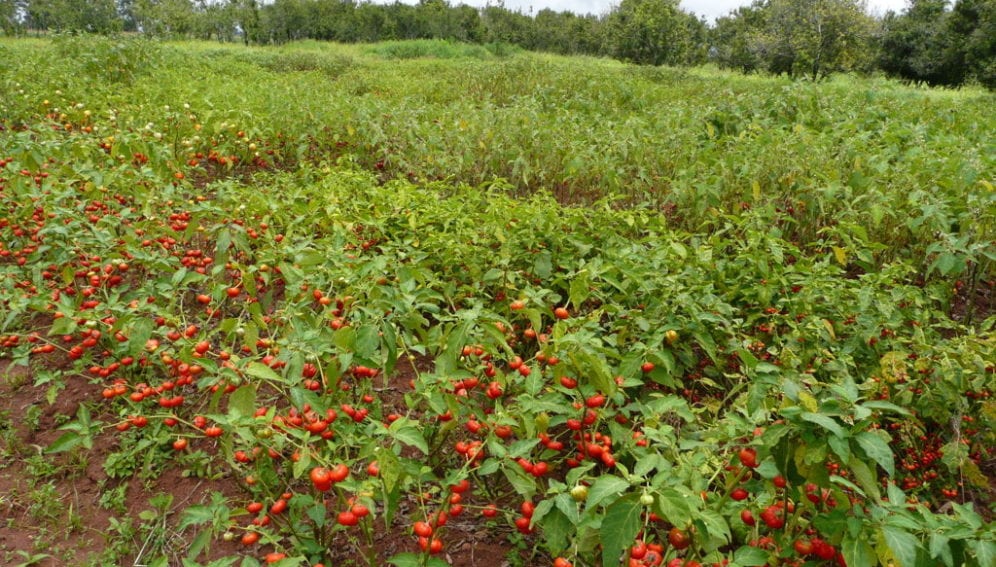 African eggplant
