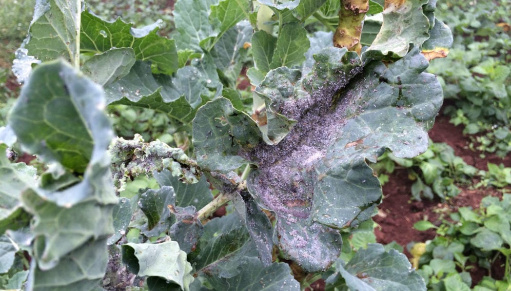 Aphid infestation on African nightshade crop