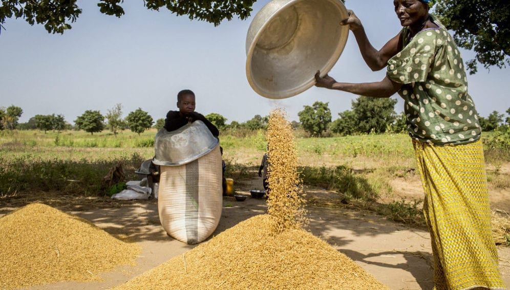 Bamogo Rasmata winnows rice from the latest harvest