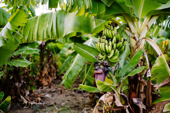 Banana crop