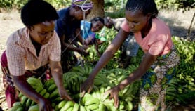 Scientists race to halt banana catastrophe