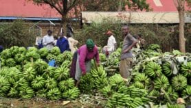 Experts seek solutions to food insecurity in Africa