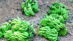Climate change cuts plantain production, schooling