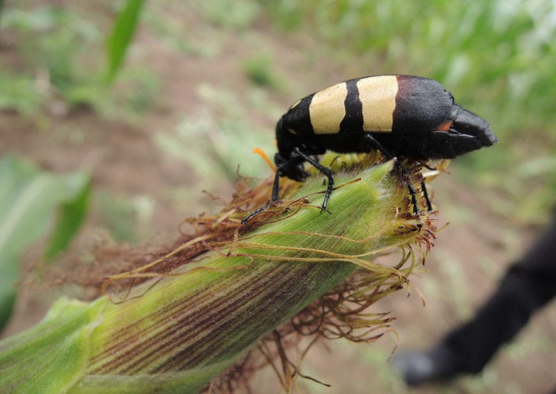 Beetle on maize
