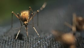 Mosquito-killing drug ‘reduced malaria in children’