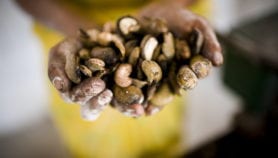 Cashew nut by-product may help cut sleeping sickness