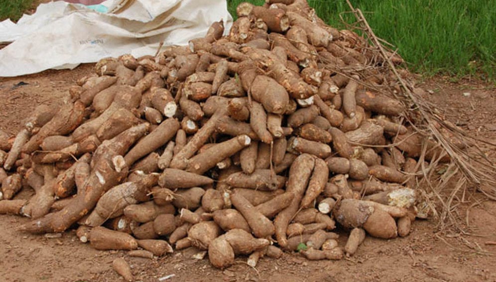 cassava-roots-jpg