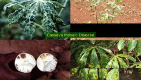 Project releases disease-resistant cassava plantlets