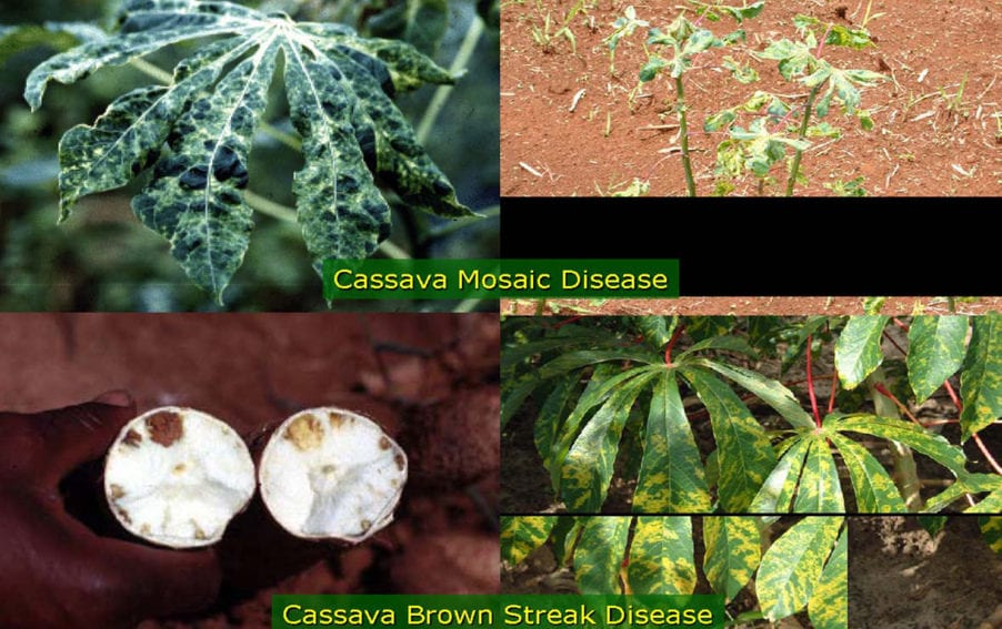 Cassava Mosaic Disease and Cassava Brown Streak Disease in Tanzania