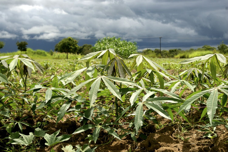Cassava plants grow in a field in Kasungu