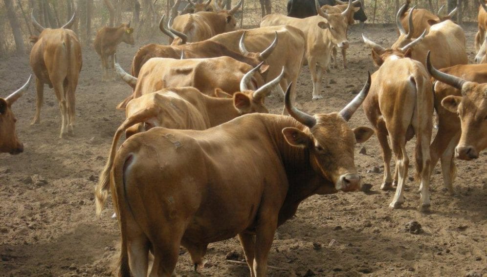Cattle in West Africa
