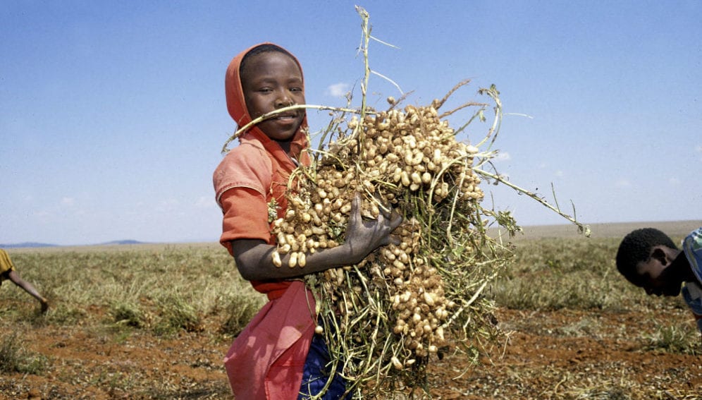 Child labourers harvesting peanuts