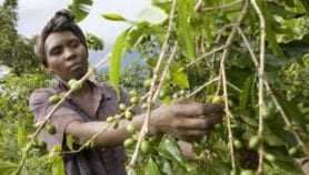 Rising night time temperature reduces coffee yields