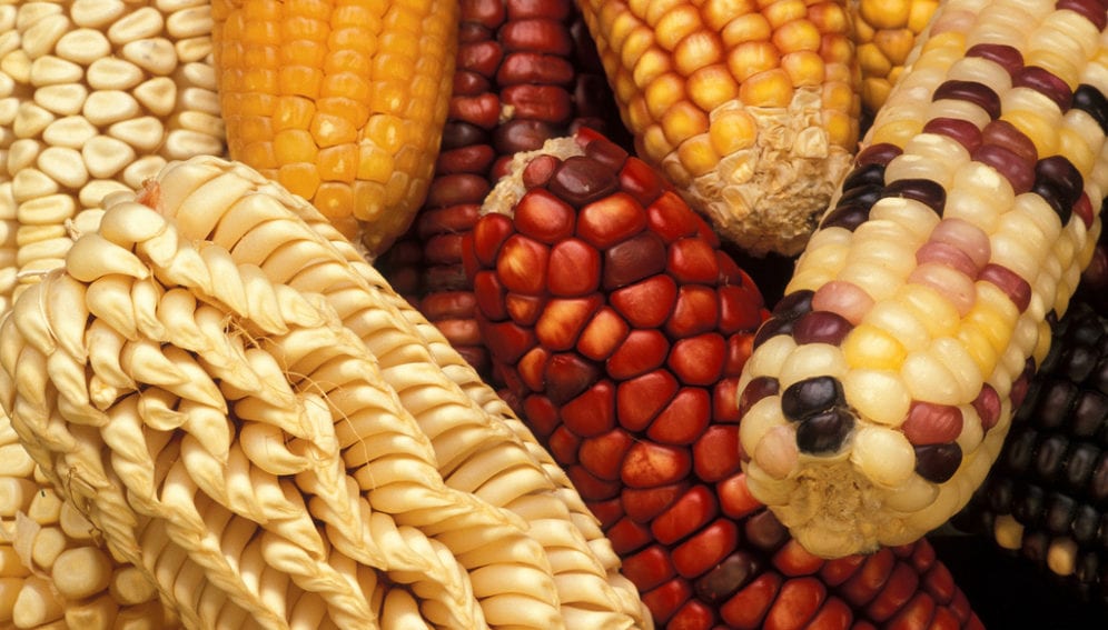 colored and shaped maize JPG-flickr-USDA