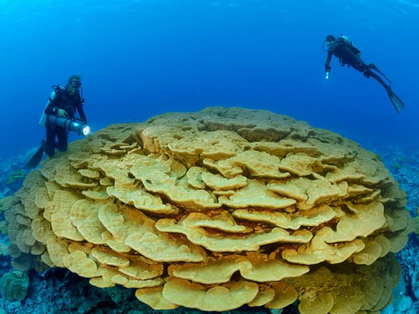 coral-reef-jpg