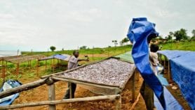 Fish drying tech ‘improves livelihoods in Burundi’