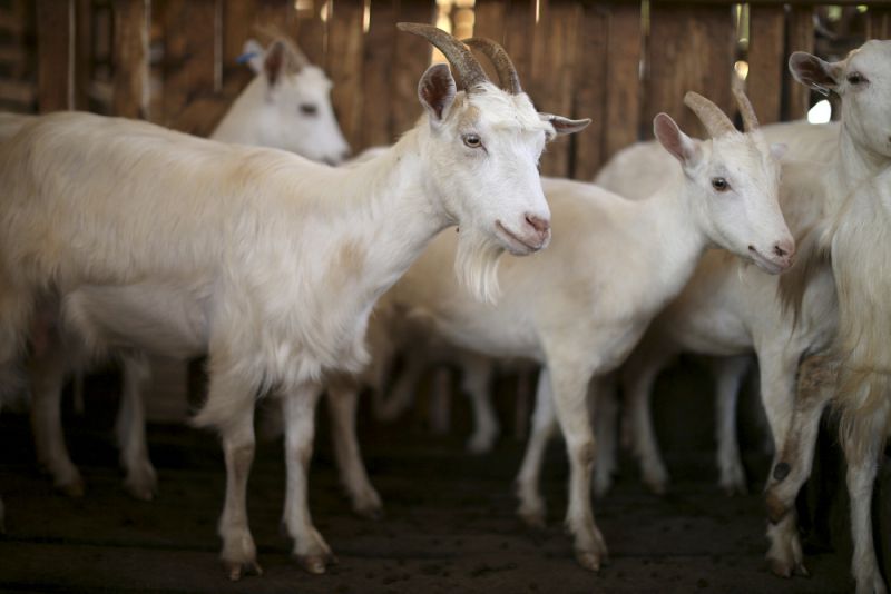 Dairy goats in a pen
