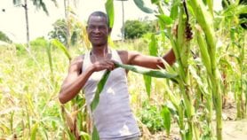 Research yields maize varieties resistant to stalk borer pest
