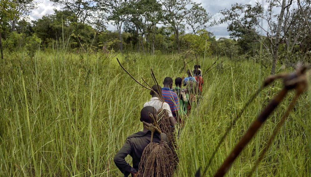 Ethnic Twa pygmies hunting in the bush with traditional weapons