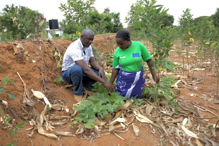 Onesmus is giving instructions to Eunice Kimanzi, a teacher and farmer, about soil protection by growing plants as one of the ways of remaining resilient
