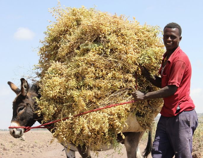 Farmer and friend take his bounty to market in central Ethiopia