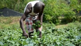 Making African agriculture achieve its potential
