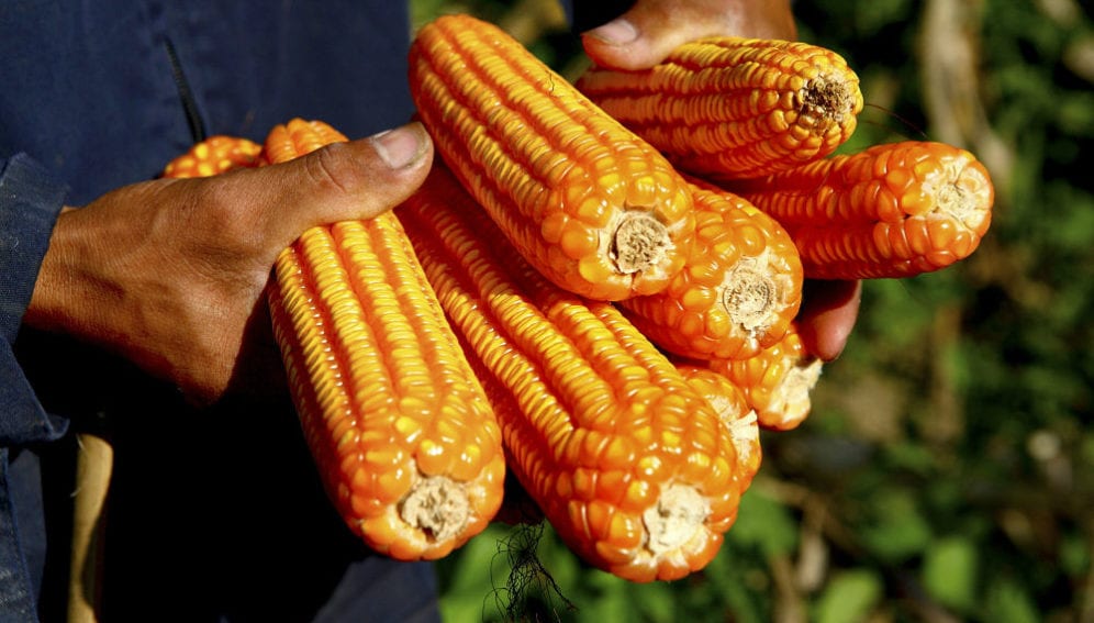 Farmer harvests maize cobs