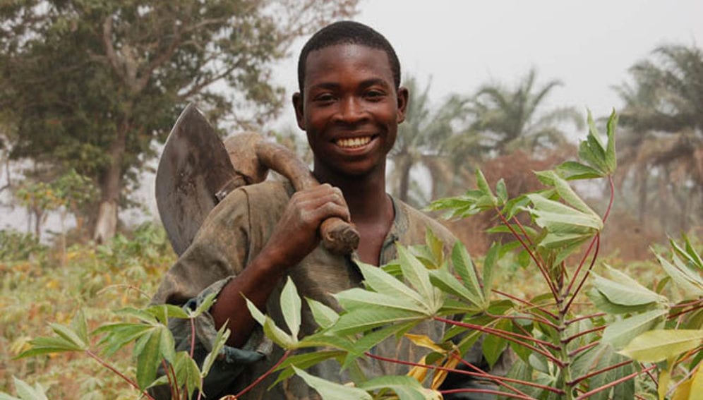 Farmer in his cassava farm