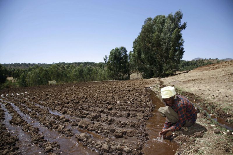 farmer irrigates his field of potatoes