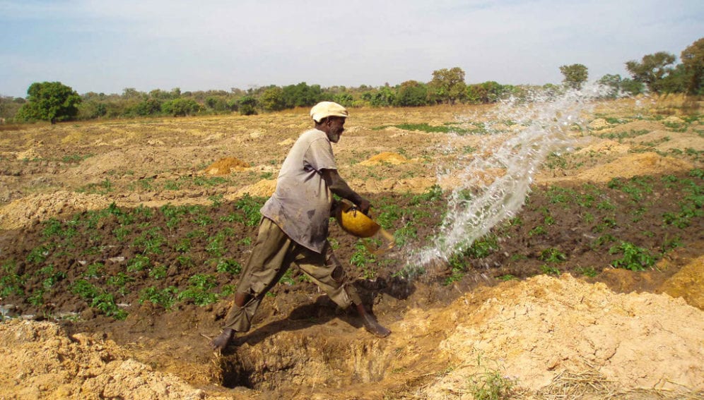 Farmer irrigating vegetables in Mali