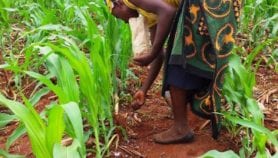 Small fertiliser amounts boost crop yields in Zimbabwe